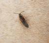 Oxypoda sp.